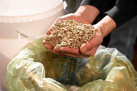 Safeguarding Traditional Seed Storage Systems For Sustainable ...