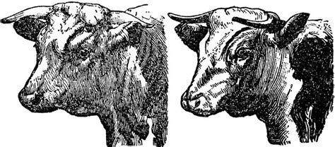 Hereford Cattle | ClipArt ETC | Hereford cattle, Hereford cows, Cattle