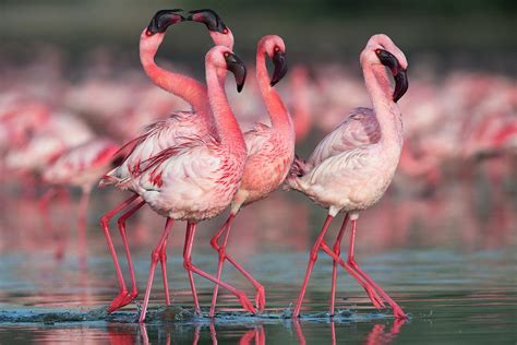 Lesser flamingo Photograph by Hira Punjabi - Fine Art America