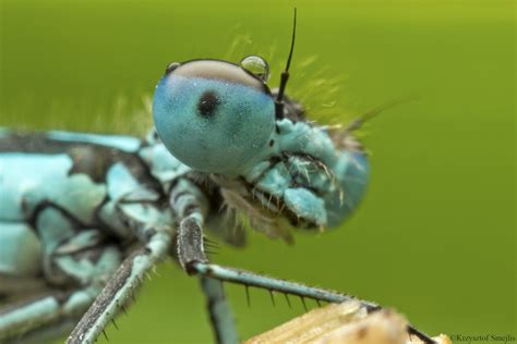 Canon Macro Photography: Exakta 24mm f/2.8 - Sample Photos of Super Macro