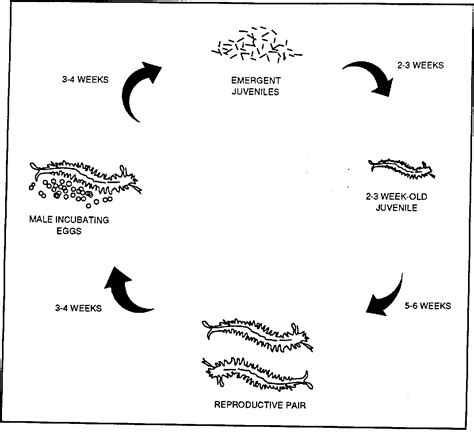 Nereis Diagram