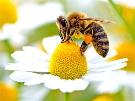 Why we desperately need wild bees - General News - Nsane Forums