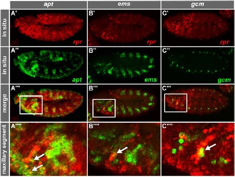 double in situ hybridization of the activating transcription factors ...