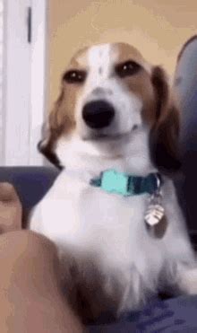 Dog Smirk GIFs | Tenor