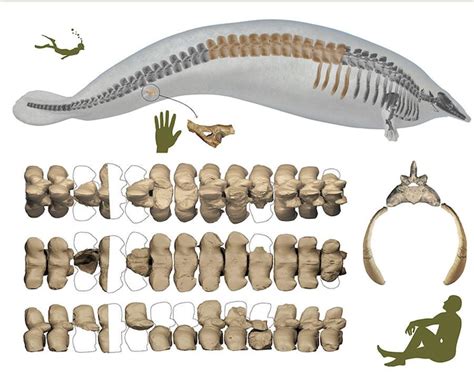 Voici Perucetus colossus, un animal marin aux proportions « colossales » | Radio-Canada