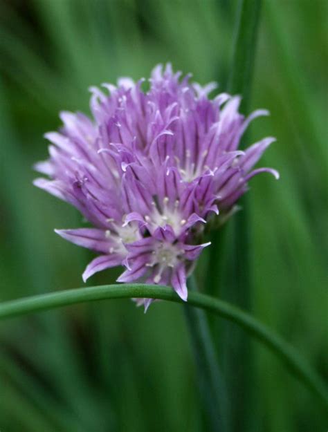 Chives: Plant Care and Collection of Varieties - Garden.org