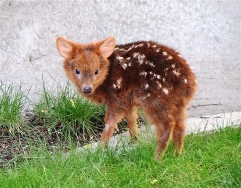 The Only Thing More Adorable Than A Baby Deer Is A Miniature Baby Deer | HuffPost