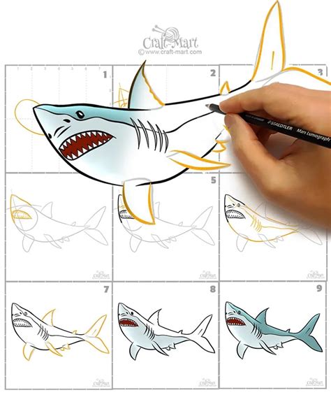 Shark Drawing