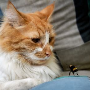 How to treat a cat that’s been stung by a bee | Bayswater Veterinary Clinic