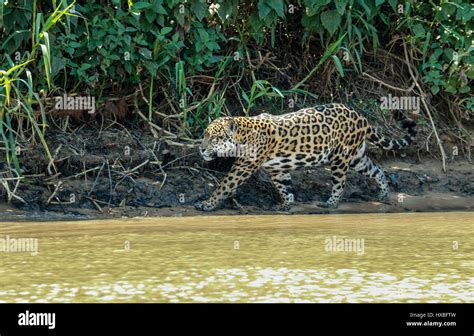 Mother jaguar hunting for Yacare Caiman for herself and two cubs, along ...