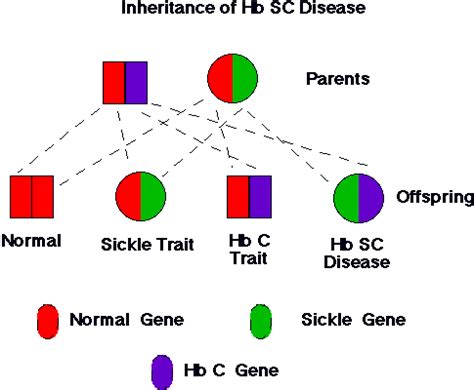 How Do People Get Sickle Cell Disease?