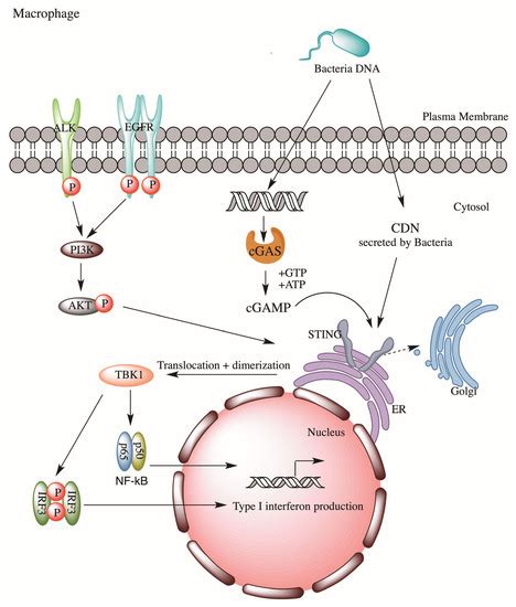 Cancers | Free Full-Text | Emerging Roles of ALK in Immunity and Insights for Immunotherapy