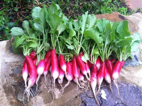 Radish, French Breakfast - The Seed Company by E.W. Gaze