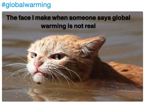 global warming | Angry Hurricane Harvey Cat | Know Your Meme