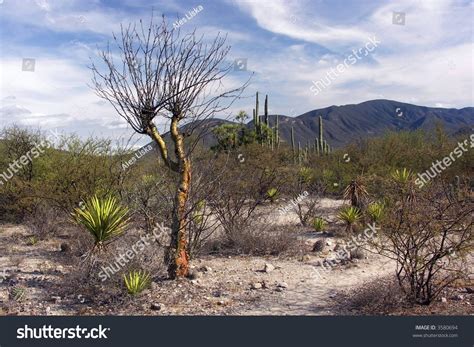 Mexican Desert Landscape Stock Photo 3580694 : Shutterstock