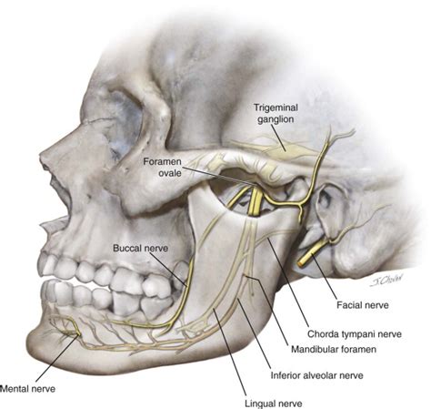 Inferior Alveolar Nerve Anatomy