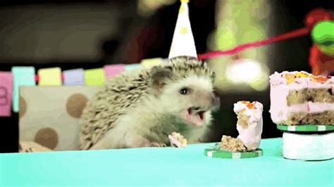 Adorable Tiny Birthday Party For A Tiny Hedgehog | Birthday animated gif, Cute hedgehog, Singing ...