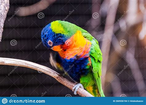 Colorful Parrot Macaw at Local Zoo. Exotic Birds.tropic Stock Photo ...