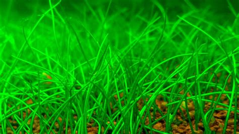 How to create a Dwarf Hairgrass CARPET // Cómo tapizar con Eleocharis ...