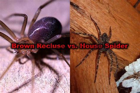 Brown Recluse vs House Spider: Six Major Differences