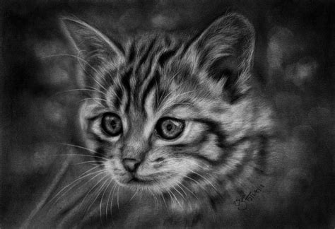 Cat Pencil Portrait Hyper Realistic Portrait-Siddhant ...