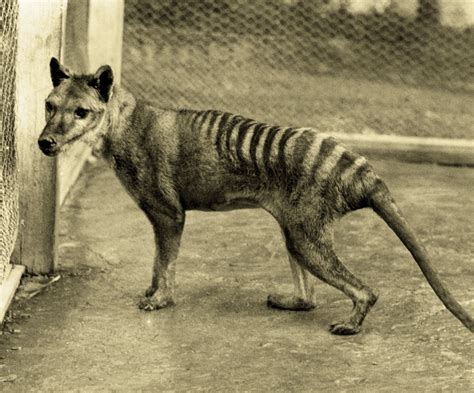 The Tasmanian Tiger, One Step Removed from Becoming Warner Bros. Animated Gold. | modeofaide