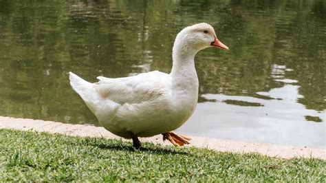 Patos são divertidos e carinhosos, saiba o que é preciso para tê-los como pet | O Bom da Notícia