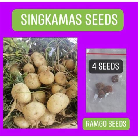 Singkamas Seeds for planting Ramgo seeds Repacked | Lazada PH