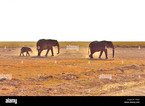 Elephants, elephants, under the snow mountains of Kilimanjaro in ...