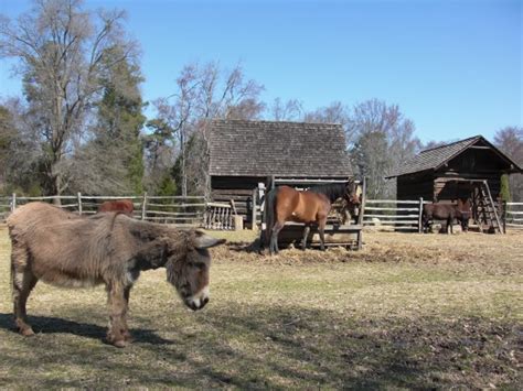 Farm Animals Free Stock Photo - Public Domain Pictures