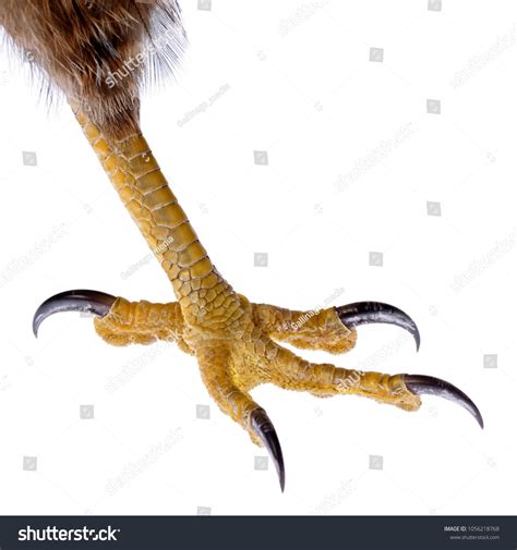 45,252 Talon Bird Images, Stock Photos & Vectors | Shutterstock