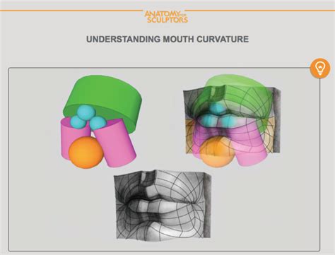 Anatomy For Sculptors - Deconstruction of the lips