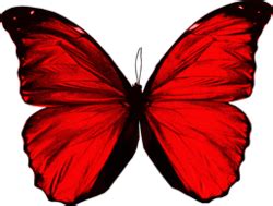 Red Butterfly (PSD) | Official PSDs