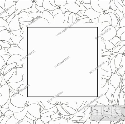 Jasminum sambac - Arabian Jasmine Outline Banner Card. Vector ...