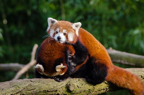 Couple Red Pandas, Luv Free Stock Photo - Public Domain Pictures