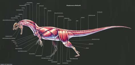 Dilophosaurus Wetherilli Skeleton Study by TheDragonofDoom on DeviantArt