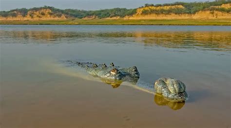 National Chambal Wildlife Sanctuary