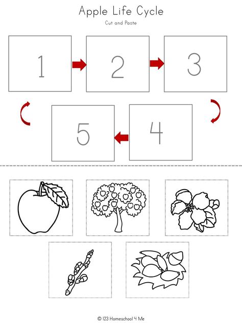 🍎 FREE Apple Life Cycle Printable Worksheets