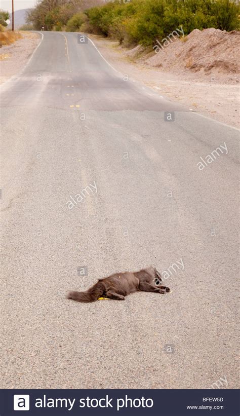 Dead Cat Roadkill High Resolution Stock Photography and Images - Alamy