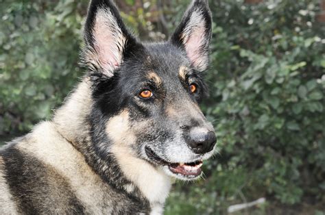 Akita Shepherd Mixed Dog Breed Pictures, Characteristics, & Facts