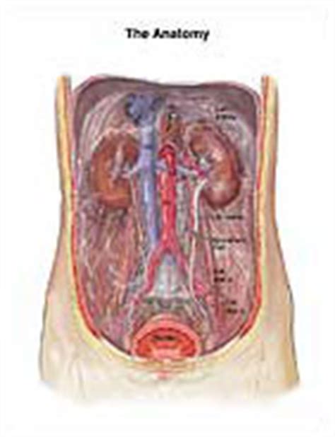 Abdominal Retroperitoneal Anatomy Medical Illustration Medivisuals