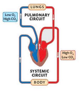 Describe the process of double circulation in human beings with the ...