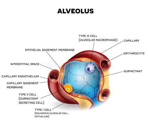 Alveolen Anatomie, Atmung vektor abbildung. Illustration von obacht - 82153390