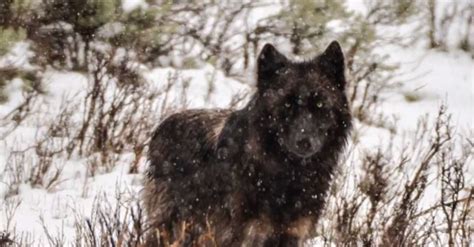 Colorado wolf reintroduction sparks debate