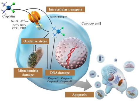 IJMS | Free Full-Text | Cisplatin in Liver Cancer Therapy