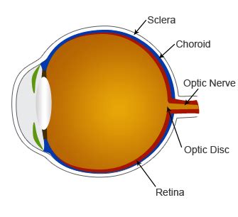 Progressive Retinal Atrophy (PRA)