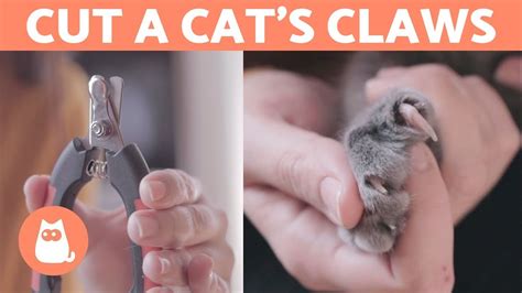 How to Cut a Cat’s Nails? ???? STEP-BY-STEP Guide – HousePetsCare.com