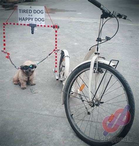 Pinoy makes a DIY dog powered scooter | DailyPedia