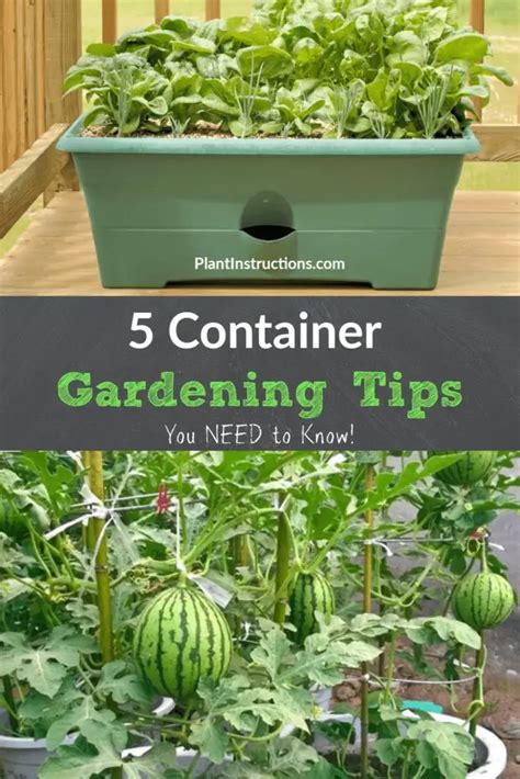 5 Container Gardening Tips - Plant Instructions