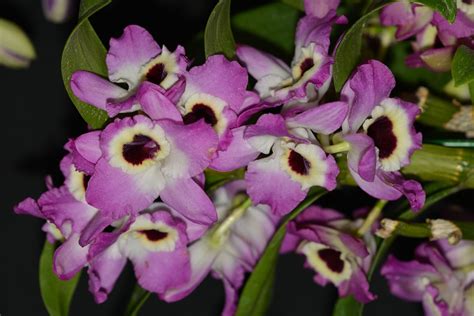 Orchid Flower Show West Hartford Ct | Best Flower Site